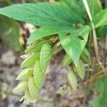 Flemingia strobilifera leaf picture by Neeraj Neeraj Tiwari (cc-by-sa)