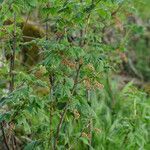 Ribes petraeum habit picture by Jean-Francois Julien (cc-by-sa)