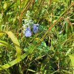 Salvia azurea flower picture by Railey (cc-by-sa)