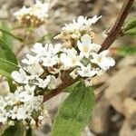 Lippia integrifolia flower picture by Trap Hers (cc-by-sa)