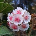 Dombeya ficulnea flower picture by stéphane lagache (cc-by-sa)