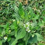 Lippia javanica habit picture by susan brown (cc-by-sa)