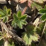 Potentilla hirta leaf picture by Francois Mansour (cc-by-sa)