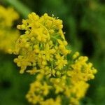 Galium verum flower picture by Catherine CHOLLEY (cc-by-sa)