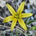 Gagea pratensis flower picture by Pedroso Rui (cc-by-sa)