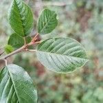 Frangula alnus leaf picture by Daniel Richardt (cc-by-sa)