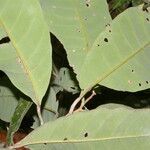 Pouteria amygdalicarpa leaf picture by Nelson Zamora Villalobos (cc-by-nc)