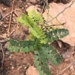 Coronilla viminalis leaf picture by Diego Alex (cc-by-sa)