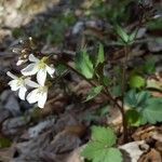 Cardamine angustata flower picture by j.hade (cc-by-sa)