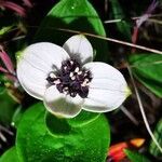 Cornus suecica flower picture by KS Mariusz (cc-by-sa)