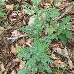 Senecio sylvaticus leaf picture by rasmjs kray (cc-by-sa)