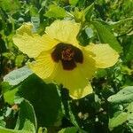 Hibiscus calyphyllus flower picture by susan brown (cc-by-sa)