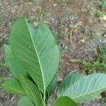 Esenbeckia leiocarpa leaf picture by Thiago Flores Flores (cc-by-sa)