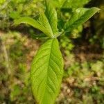 Crataegus germanica leaf picture by Christophe Gautreau (cc-by-sa)