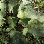 Arctium nemorosum leaf picture by Michael Wolf (cc-by-sa)