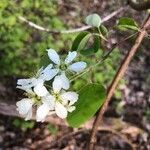 Amelanchier canadensis flower picture by Chantal Desnoyers (cc-by-sa)