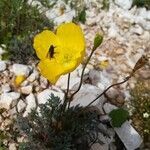 Papaver alpinum flower picture by Lucia Zuccotto (cc-by-sa)