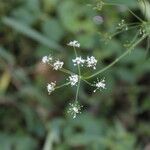 Conopodium majus flower picture by Uxeli (cc-by-sa)