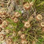 Trifolium hybridum fruit picture by Gerrit Busser (cc-by-sa)