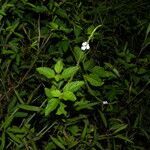 Stachytarpheta cayennensis habit picture by Nelson Zamora Villalobos (cc-by-nc)