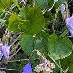 Viola riviniana leaf picture by Jacques Zuber (cc-by-sa)