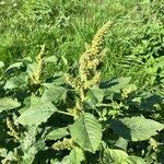 Amaranthus retroflexus flower picture by Wiete M. (cc-by-sa)