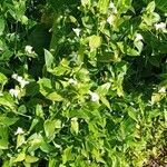 Tradescantia fluminensis habit picture by Jean-Christophe Lombardo (cc-by-sa)