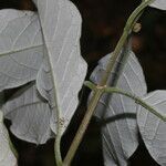 Trigonia rugosa leaf picture by Nelson Zamora Villalobos (cc-by-nc)