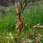 Bromus catharticus flower picture by Trap Hers (cc-by-sa)