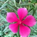 Catharanthus roseus flower picture by Bhuvaneshwari Billemane (cc-by-sa)