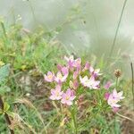 Centaurium tenuiflorum flower picture by Janneke Daemen (cc-by-sa)