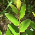 Nothofagus dombeyi leaf picture by Daniel Barthelemy (cc-by-nc)