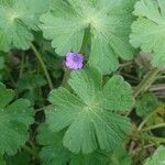 Geranium pyrenaicum leaf picture by Diana (cc-by-sa)