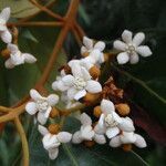 Nectandra oppositifolia flower picture by Renato Lima (cc-by-nc-sa)