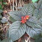 Chrysothemis pulchella habit picture by Daniel Barthelemy (cc-by-sa)