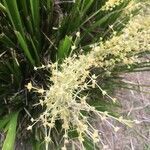 Lomandra hystrix flower picture by Allan Jones (cc-by-sa)