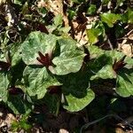 Trillium cuneatum leaf picture by Debbye (cc-by-sa)