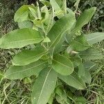 Asclepias speciosa leaf picture by Vas Littlecrow Wojtanowicz (cc-by-sa)