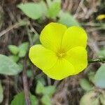 Reinwardtia indica flower picture by Shreyash S (cc-by-sa)