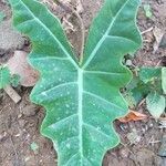 Alocasia longiloba leaf picture by realley krist (cc-by-sa)