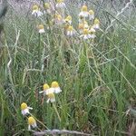 Matricaria chamomilla habit picture by tk Gard (cc-by-sa)