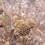 Achillea ageratum fruit picture by Bastien Alegot (cc-by-sa)