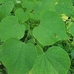 Cercis canadensis leaf picture by Lisa Groves (cc-by-sa)