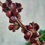 Chasmanthe aethiopica fruit picture by Monteiro Henrique (cc-by-sa)