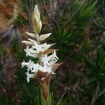 Dracophyllum mackeeanum flower picture by Coordination Endemia (cc-by-sa)