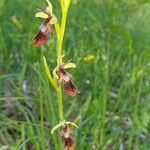 Ophrys insectifera flower picture by René Burkhard (cc-by-sa)