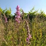 Lythrum salicaria flower picture by eguren ines (cc-by-sa)