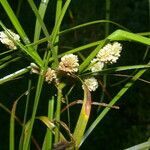 Cyperus luzulae flower picture by Nelson Zamora Villalobos (cc-by-nc)