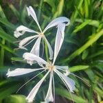 Crinum americanum flower picture by teeny teeny (cc-by-sa)