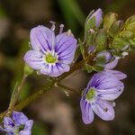 Veronica anagallis-aquatica flower picture by Groupe Botanique de Bruxelles (cc-by-sa)